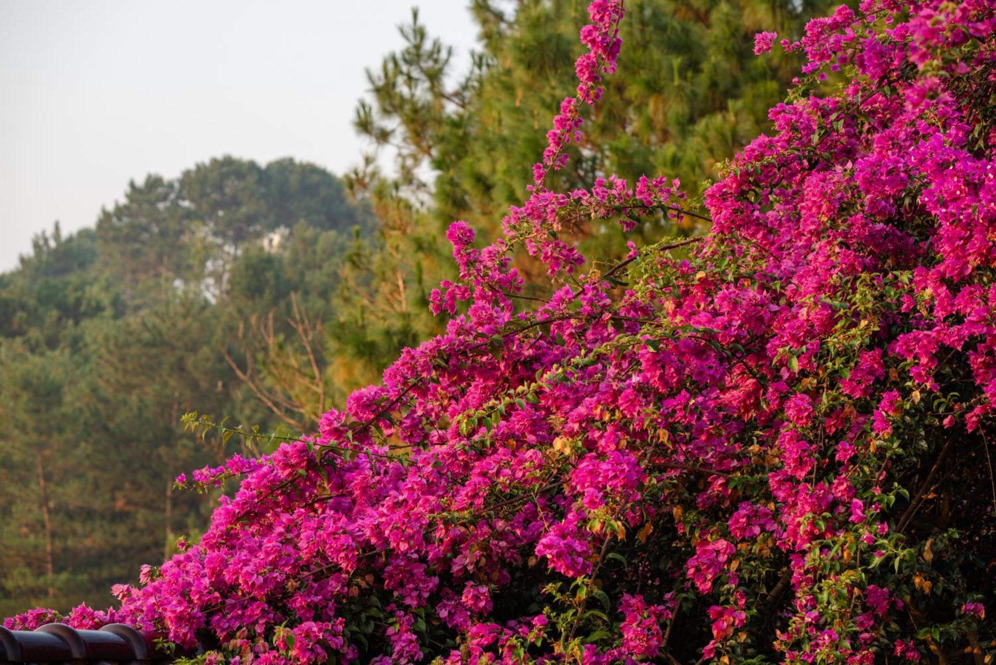 Maysa Villa Bảo Lộc Esterno foto